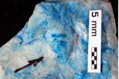 Foto (Detailansicht) von Gastrosacus levocardiacus (Robins, Feldmann & Schweitzer, 2013) (NHMW-GEO-1990-0041-0298)